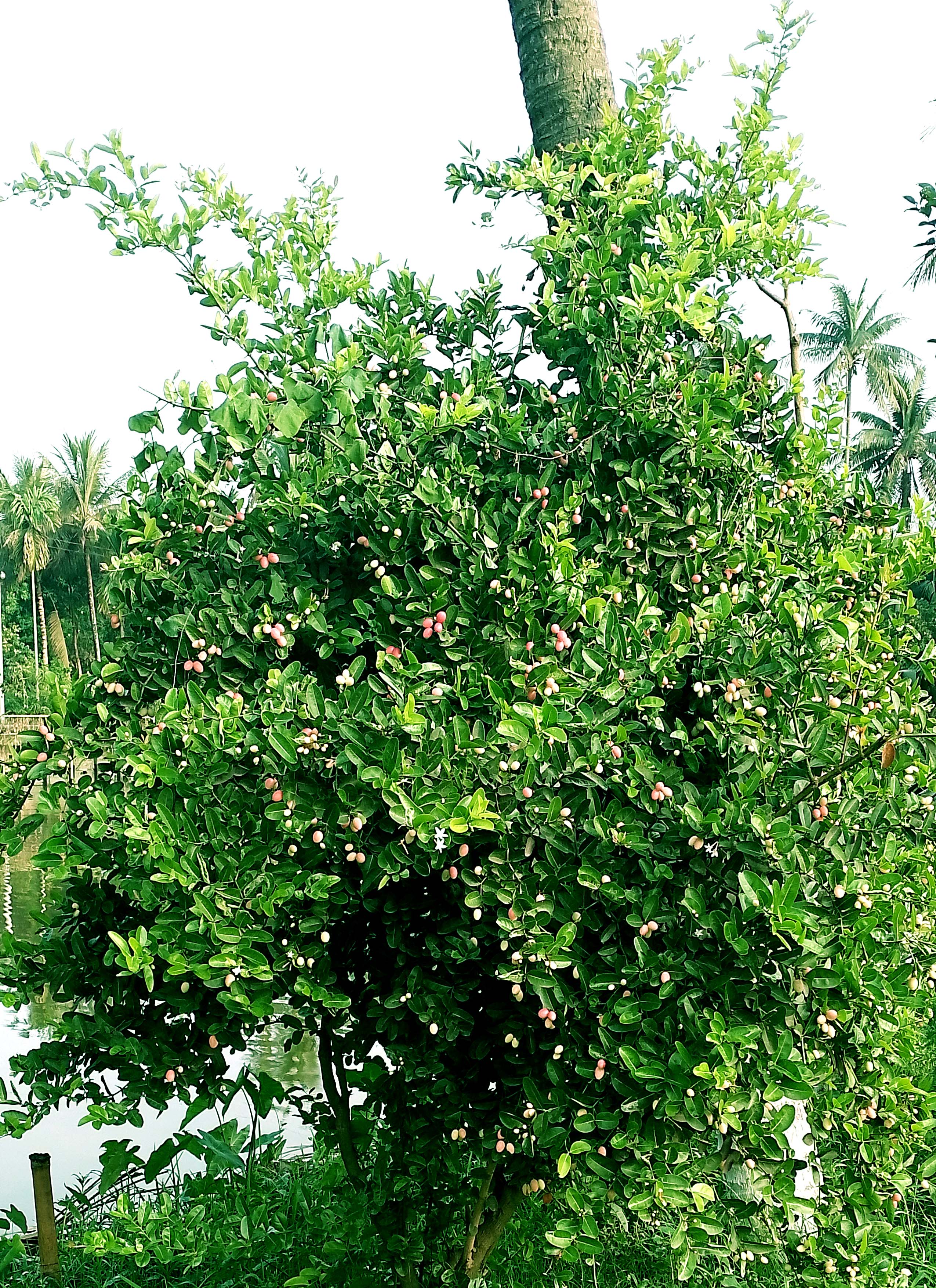 ফলন্ত করমচা