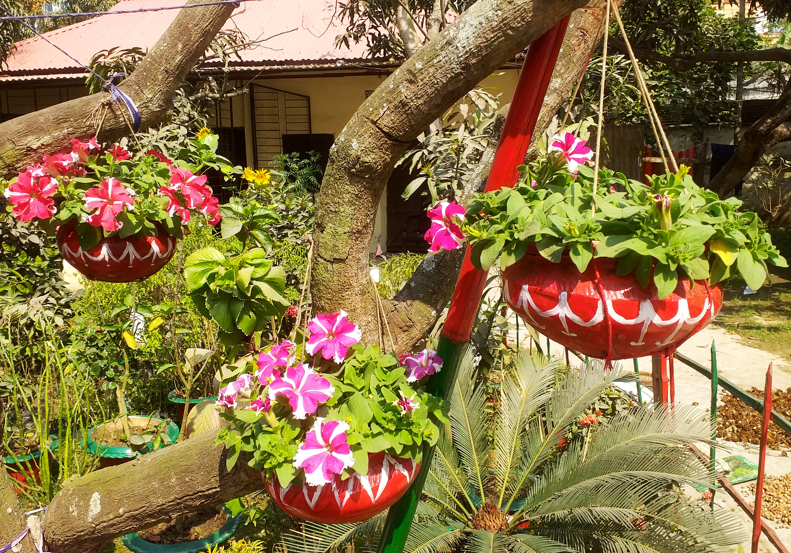 পিটুনিয়া ফুল