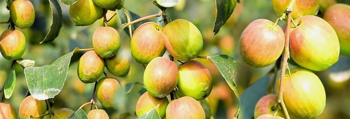 কুল