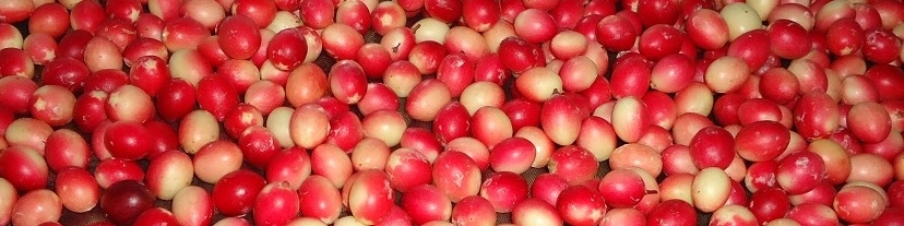 করমচা