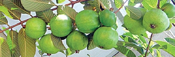 পেয়ারা