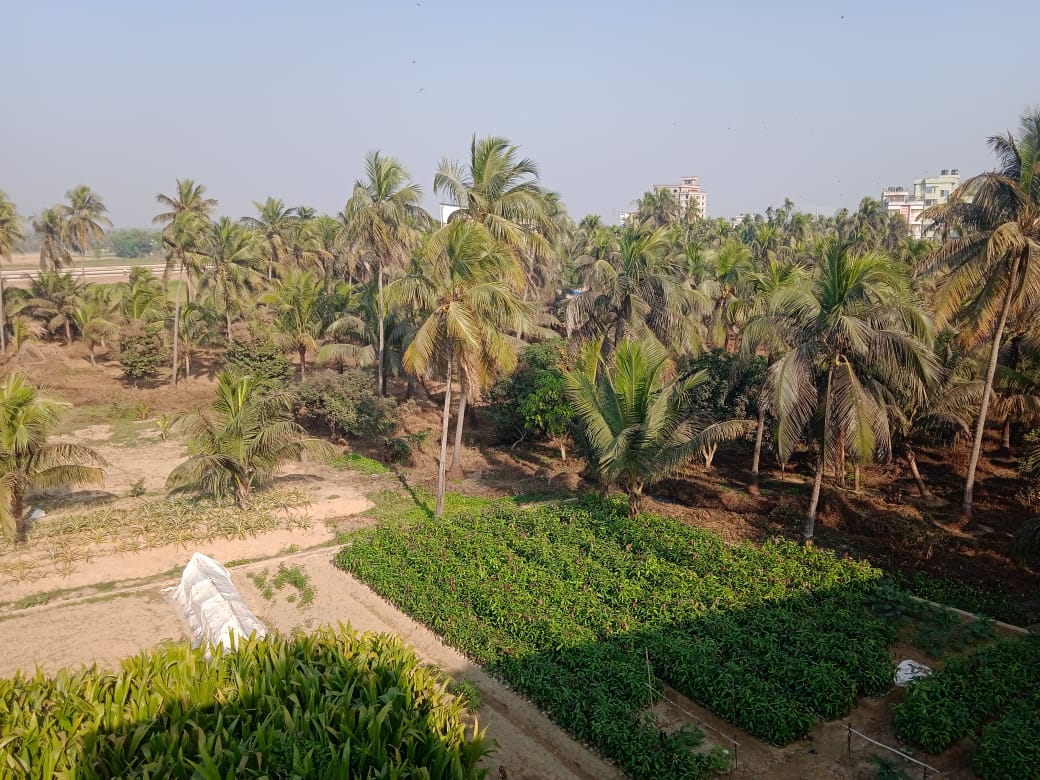 বার্ড আই ভিউ