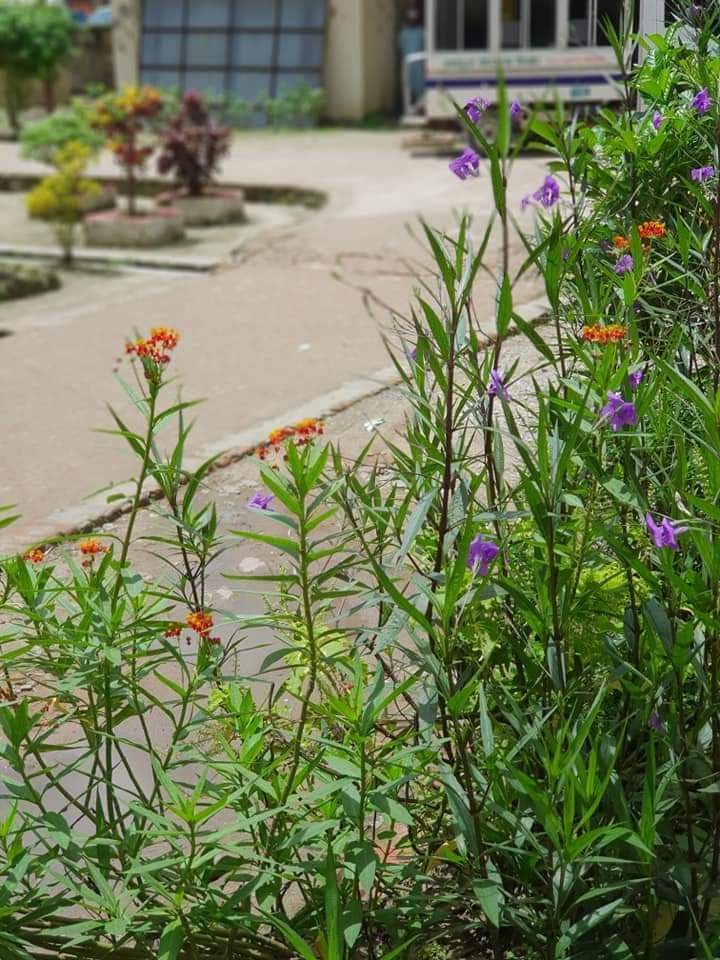 উপজেলা স্বাস্থ্য কমপ্লেক্স