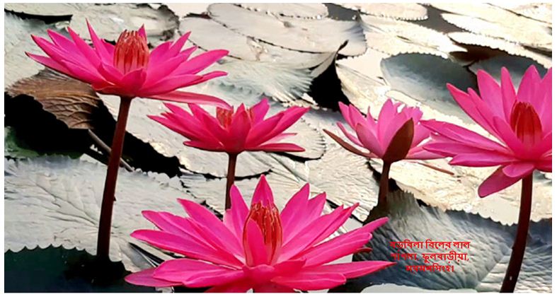 পরিচালক (স্বাস্থ্য) এর কার্যালয়, ময়মনসিংহ বিভাগ, ময়মনসিংহ