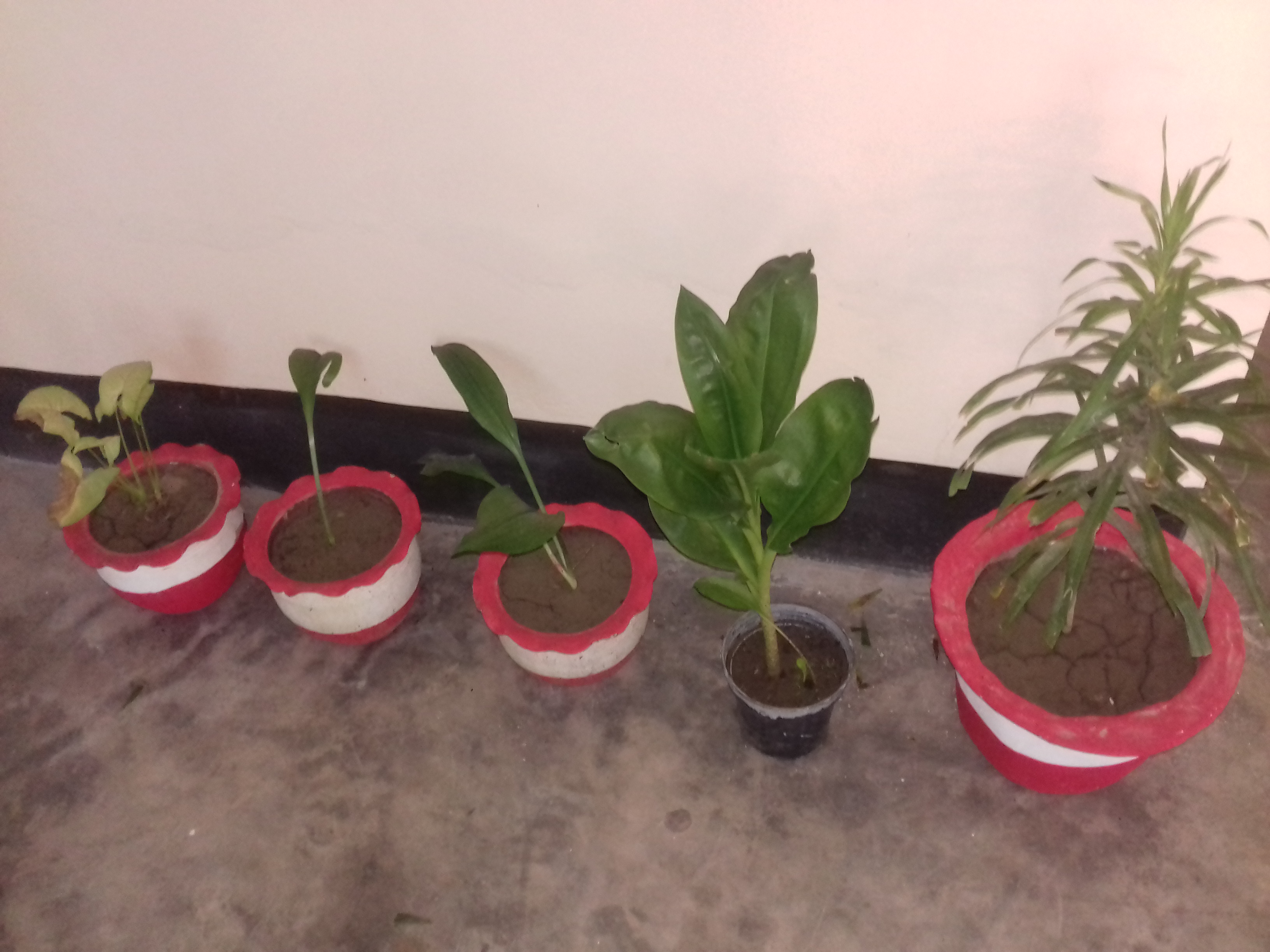 উপজেলা স্বাস্থ্য কমপ্লেক্স শ্যামনগর সাতক্ষীরা