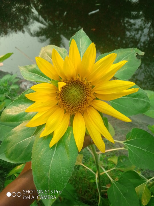 ইউপি ভবন