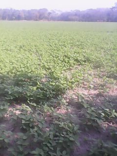 কৃষি ও প্রাণিসম্পদ