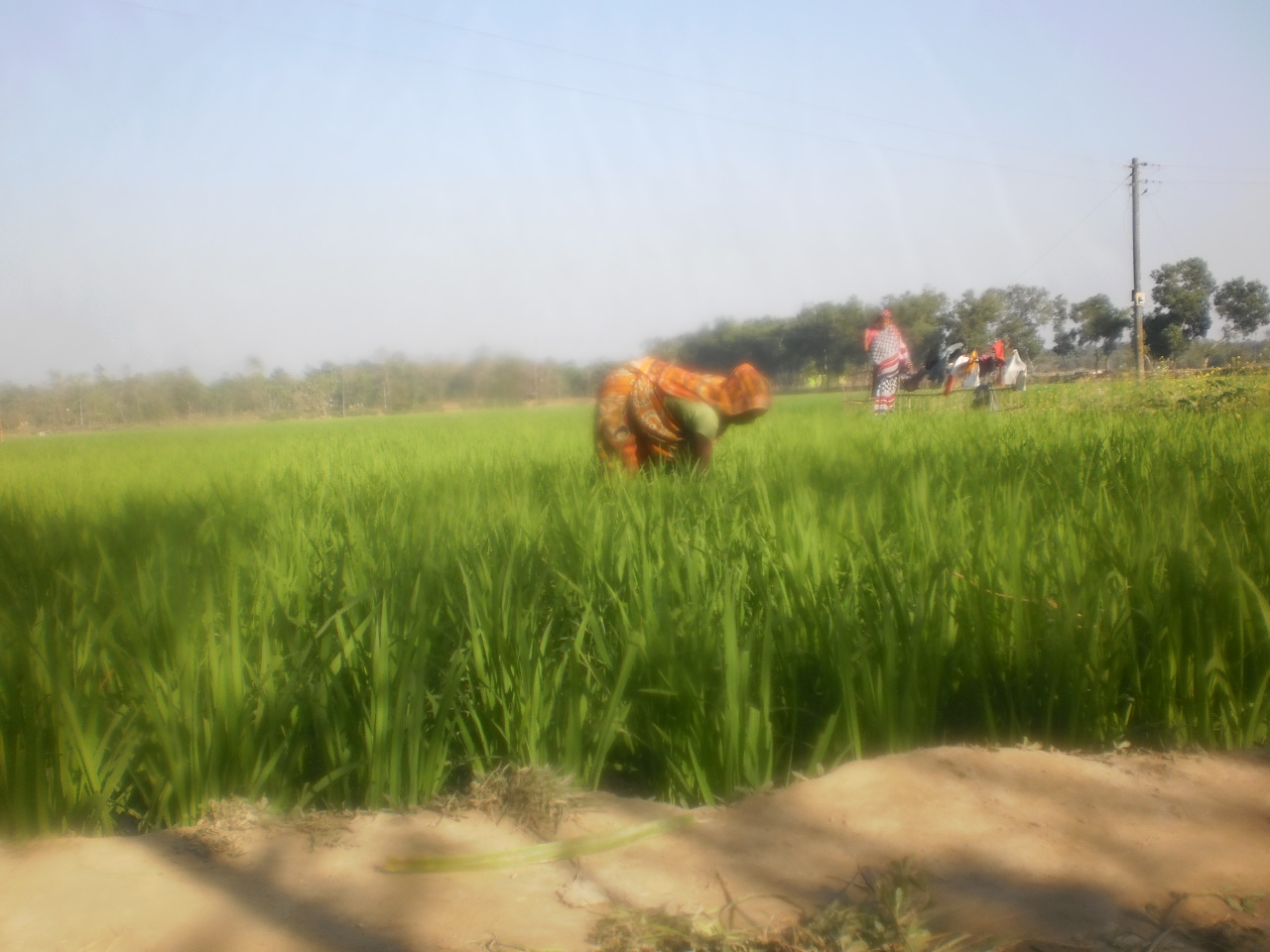 কর্মজীবি মহিলা