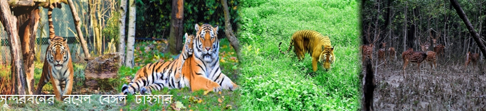 সুন্দরবনের রয়েল বেঙ্গল টাইগার