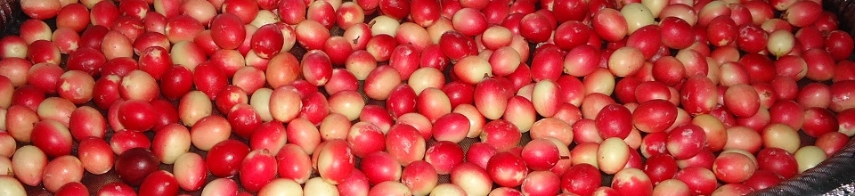 ব্যানার-৪