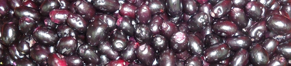 ব্যানার-৫