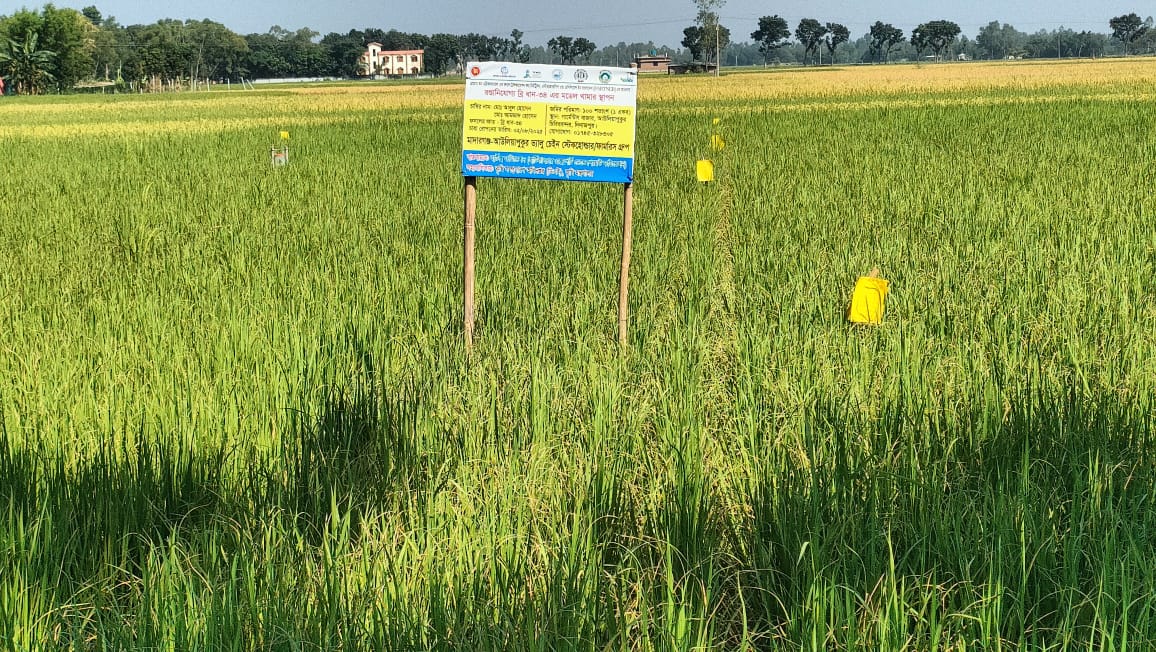 বীরগঞ্জ, দিনাজপুর