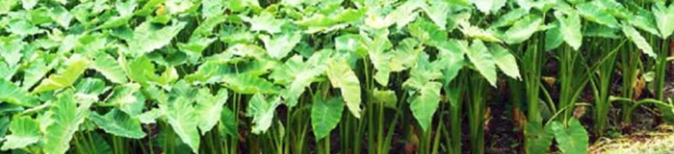 কচু ক্ষেত