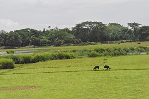কৃষি ও প্রাণিসম্পদ সেবা