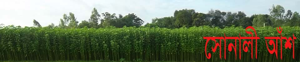 বাংলা সোনালী আশ