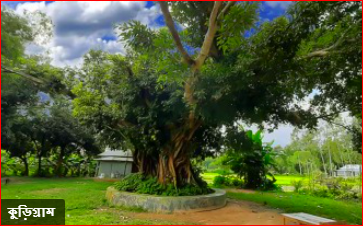অচিনগাছ, রাজারহাট