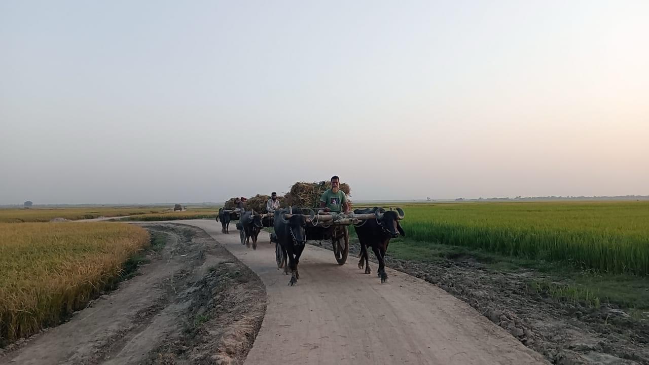 আরসিসি গোপাট
