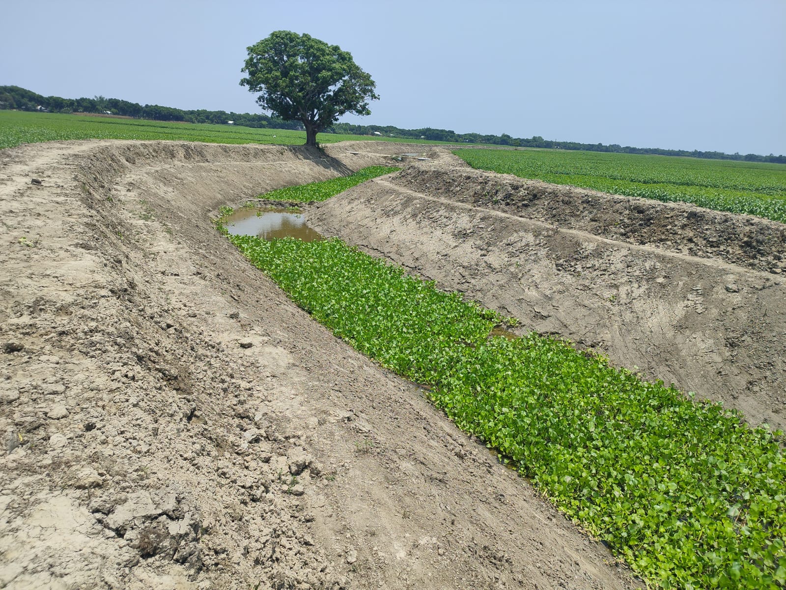 দিয়ারার খাল, কলিমহর, পাংশা, রাজবাড়ী