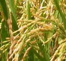 কৃষি ও প্রাণিসম্পদ