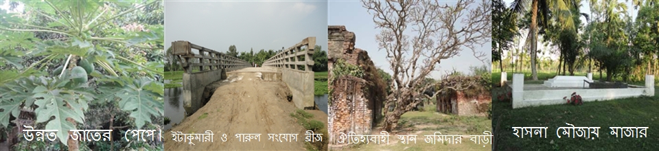 উন্নত জাতের পেপে