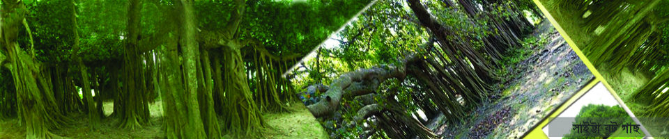 সাইট্টা বট গাছ