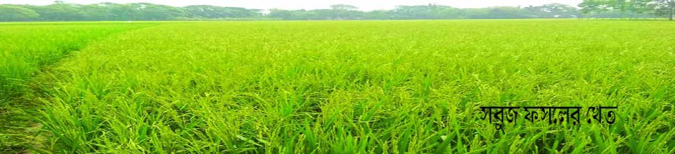 সবুজ ফসলের খেত