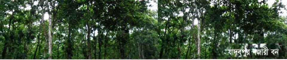 যাদবপুর ইউনিয়নের গজারী বাগান