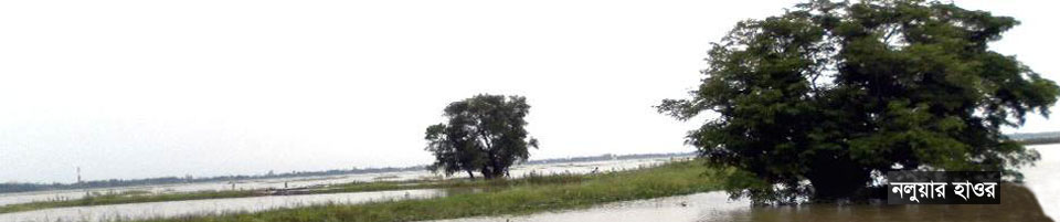 নলুয়ার হাওর