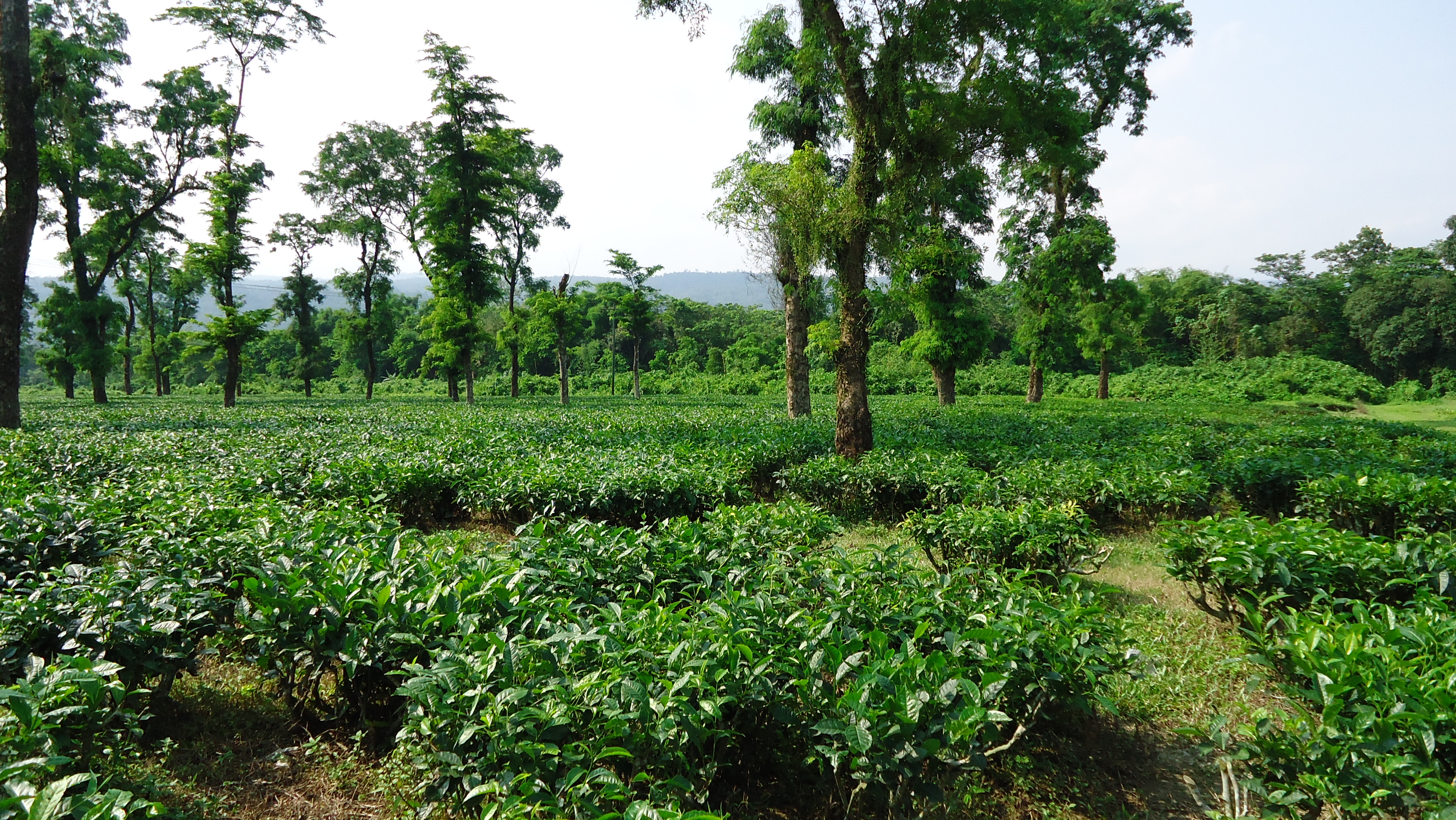 ফটোগ্যালারী