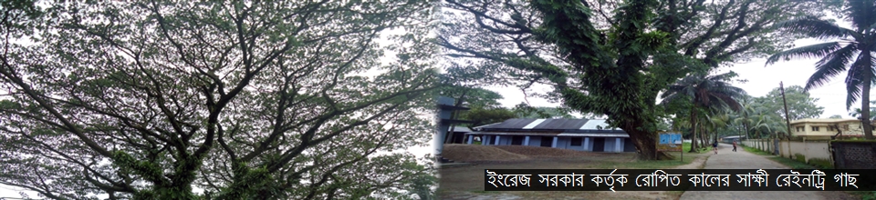 ইংরেজ সরকার কর্তৃক রোপিত কালের স্বাক্ষী রেইনট্রি গাছ