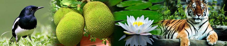 জাতীয় ছবি