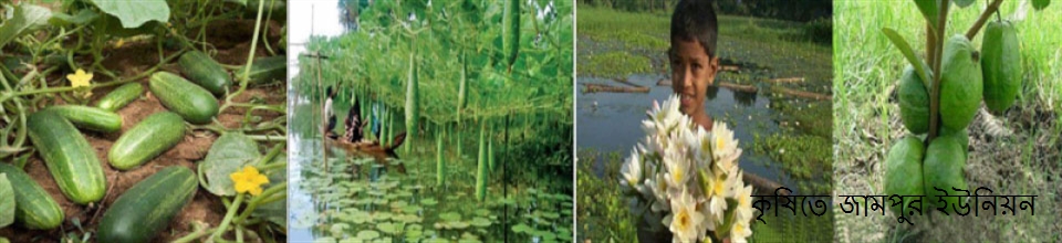 কৃষিতে জামপুর ইউনিয়ন