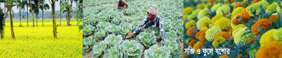 গদখালীর ফুল ও যশোরের সবজি