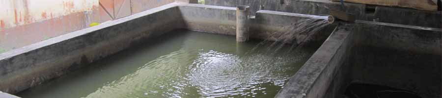 মাছের পিসারী