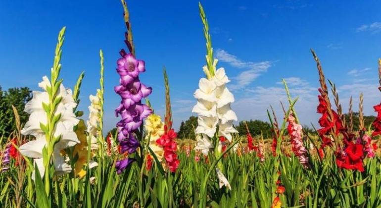 ফুলের রাজধানী