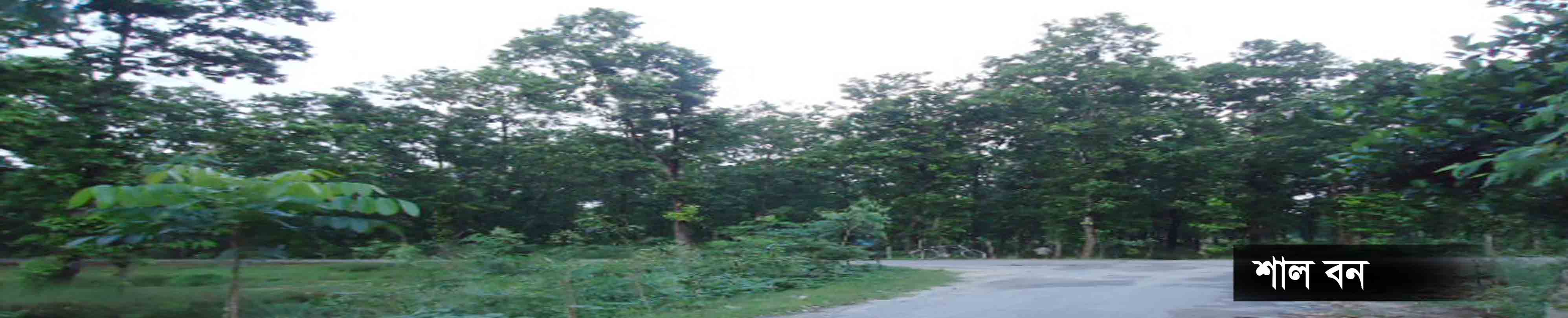 শাল বাগান