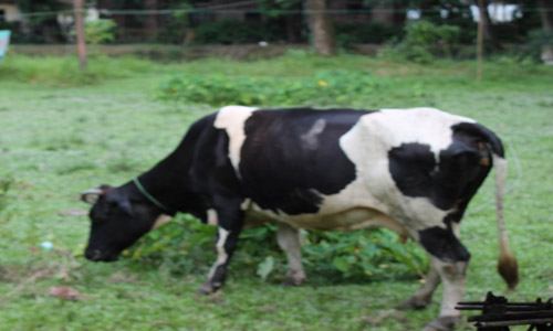 কৃষি ও প্রাণিসম্পদ