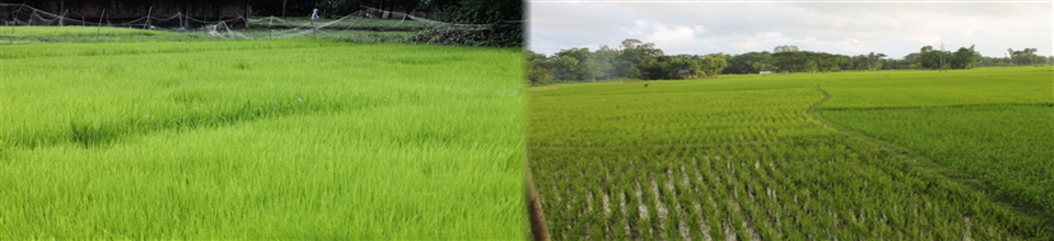 ফরহাদ