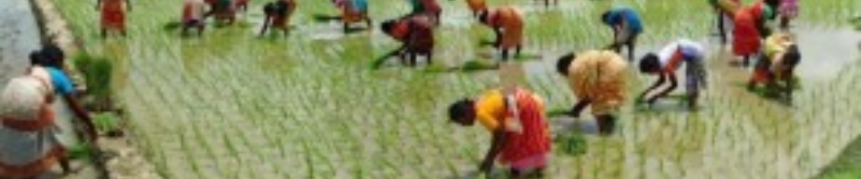 বিজয় নগরে চলছে বোরো ধান লাগানোর উতসব
