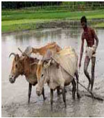 কৃষি ও প্রাণিসম্পদ
