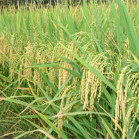 কৃষি প্রাণীসম্পদ -সেবা