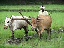 কৃষি ও প্রাণী সম্পদ