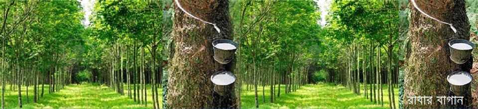 রাবার বাগান