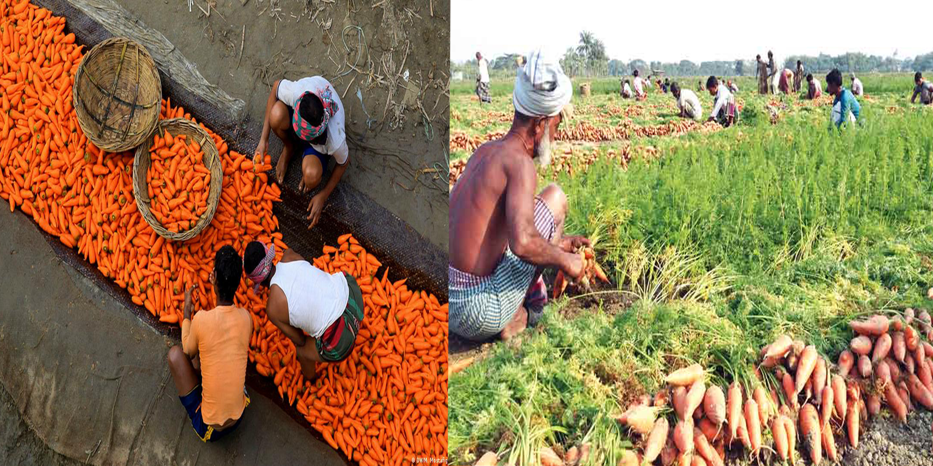 জয়মন্টপ ইউনিয়নের কৃষি শস্য