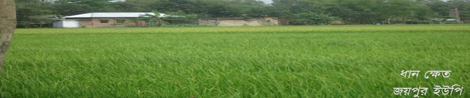 ধান ক্ষেত