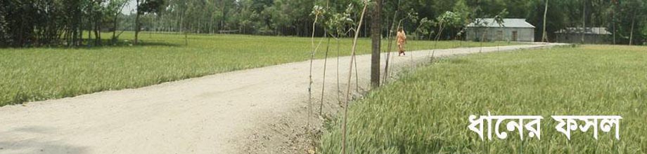 ধান ক্ষেত