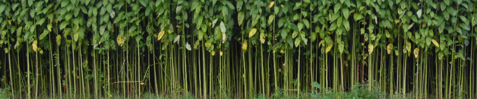 পাট