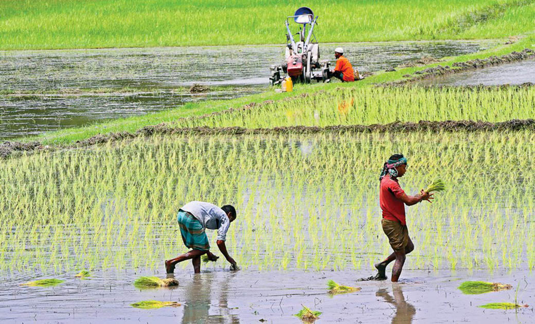 ঝিলংজা বীজ উৎপাদন খামার, বিএডিসি,ককসবাজার।