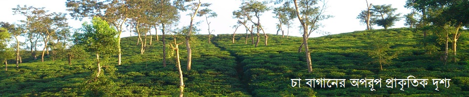 চা বাগানের মনোরম দৃশ্য