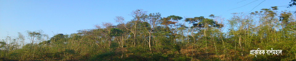 জুরিতে অবস্থিত প্রকৃতিক বাশমহাল